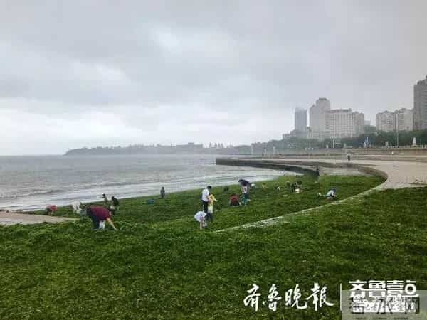 台风过后青岛海滩上尽是海鲜