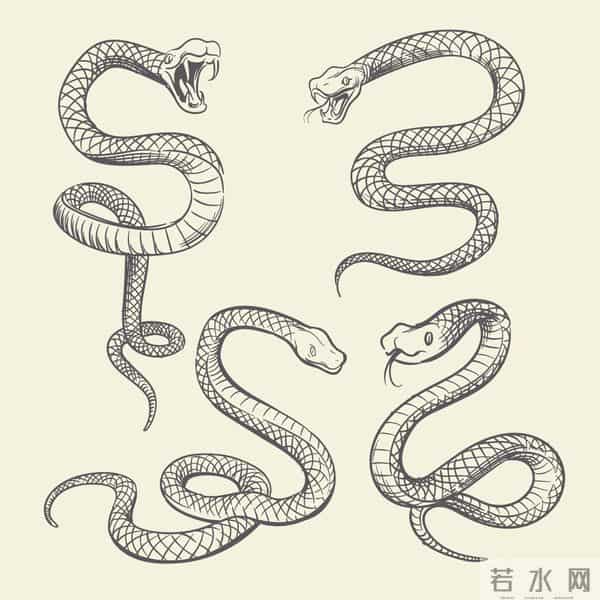 8条傻蛇集体社死偷鸡不成全被困