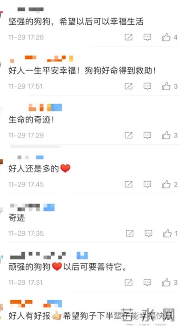 小狗掉50米深洞6年后被救出