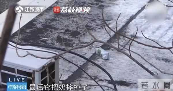 南京人看到泼猴请立即报告