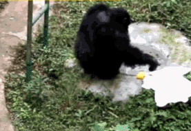 大猩猩自备吸管向游客索要饮料