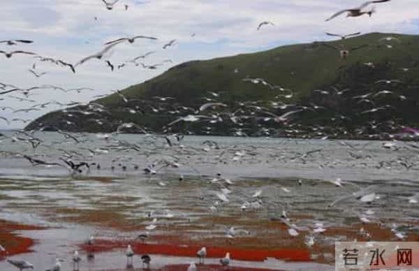 小龙虾群染红海水