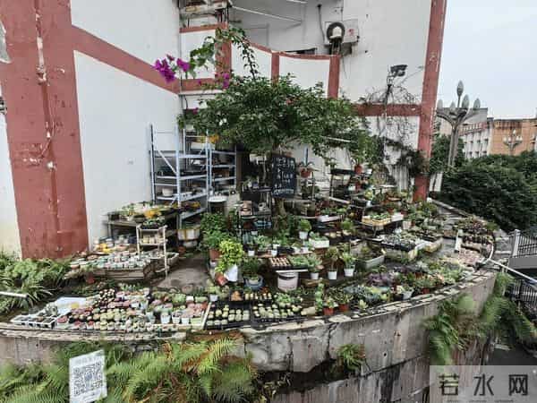 记者养花月入10万