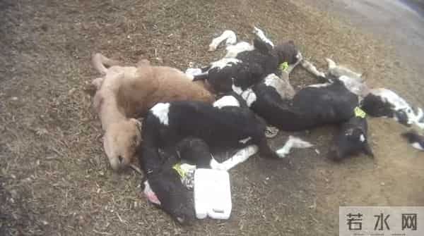 乌国内抵制可口可乐