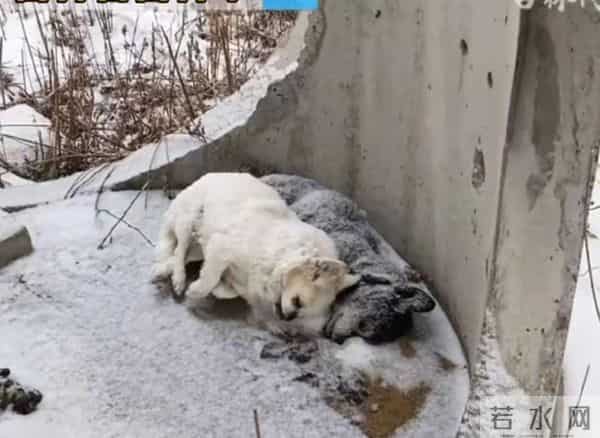 主人猝死被狗啃尸