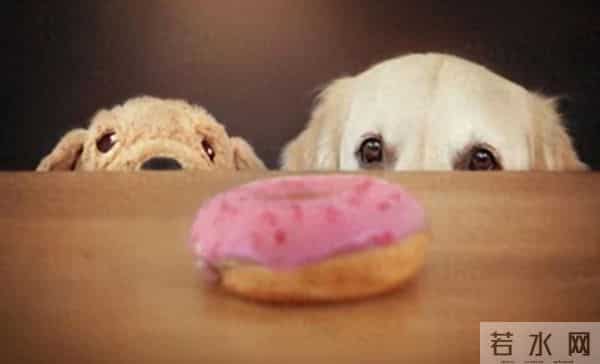 高校流浪狗常偷学生外卖藏着吃