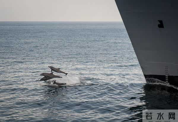 男子游泳被鲨鱼袭击幸有海豚相救