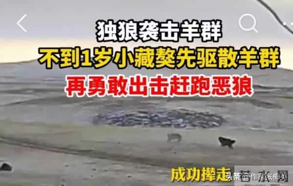 独狼袭击羊群被不到1岁藏獒赶跑