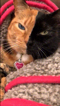 大妈跳广场舞把孩子栓栏杆上