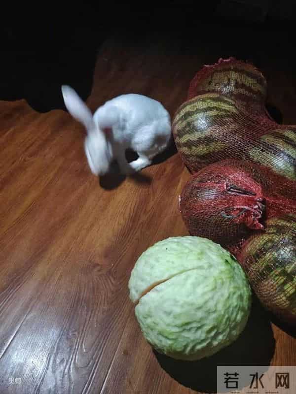 兔子咬西瓜一千多口没吃到瓤