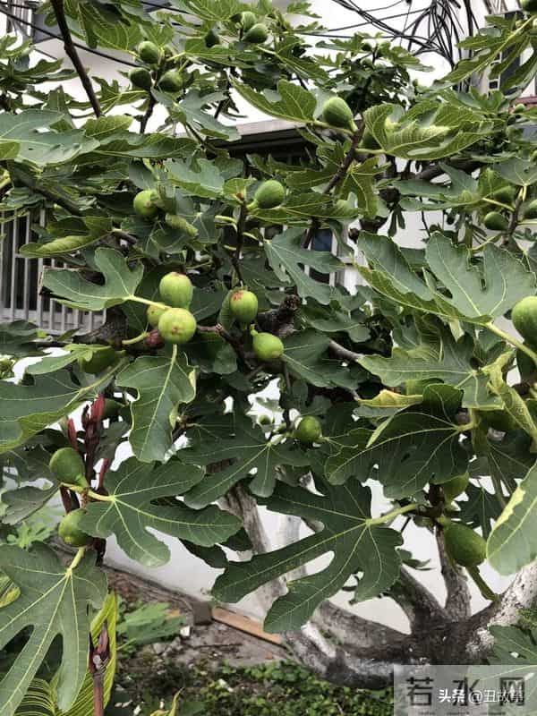 老伴走后第2天浙大老教师又去捡垃圾