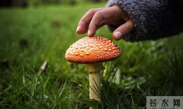 云南女子吃菌子遇地震头晕以为中毒