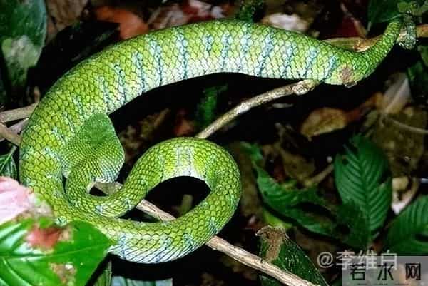 两条剧毒竹叶青蛇盘踞寺院内