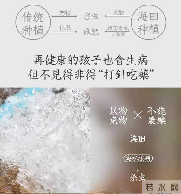 袁隆平念念不忘的海水稻新米要上市