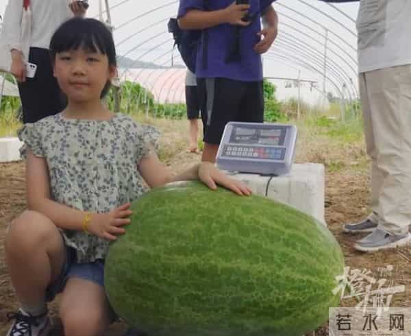 杭州种出78斤大西瓜破全省纪录