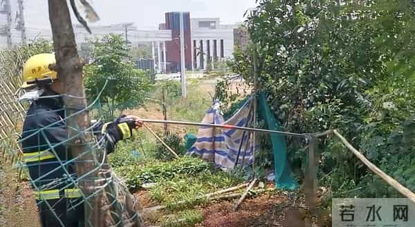 8条傻蛇集体社死偷鸡不成全被困