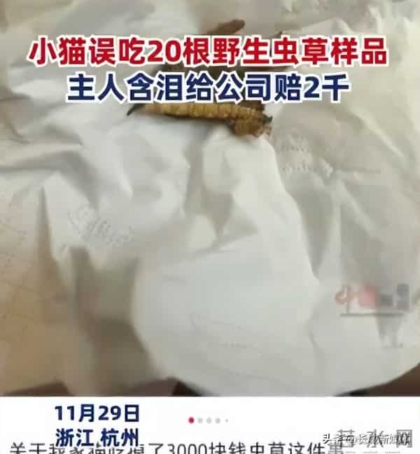 小猫偷吃20根虫草主人含泪赔2千