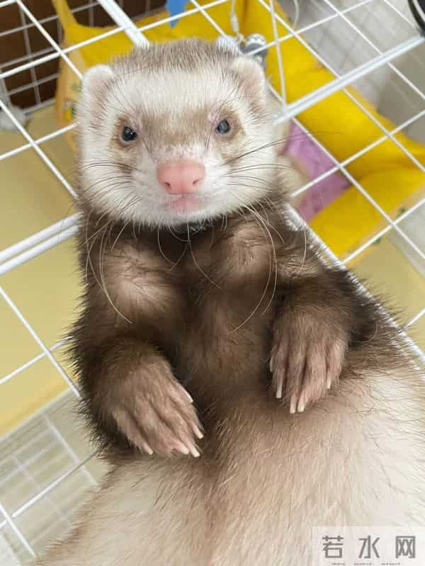 男子花150美元买狗结果是巴西老鼠