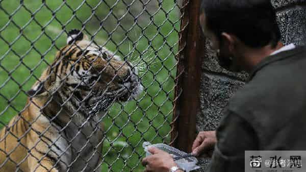 瑞典动物园老虎染新冠被安乐死