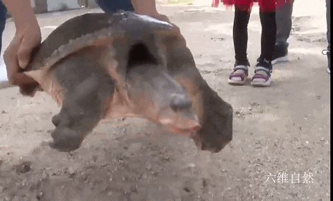 外来生物美国珍珠鳖被放生太湖