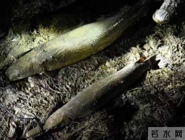 寺庙放生池现1.2米长鳄雀鳝