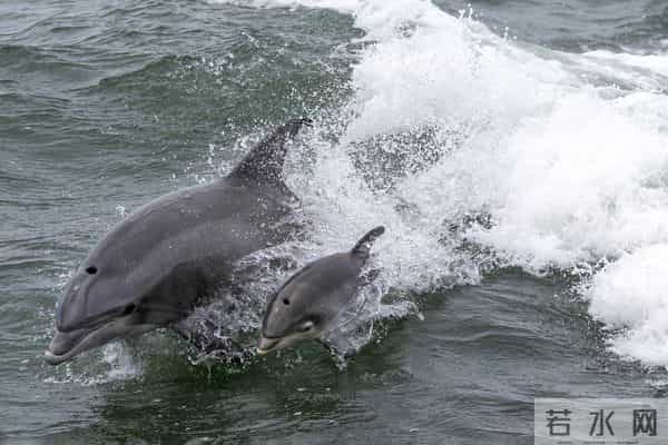 男子游泳被鲨鱼袭击幸有海豚相救