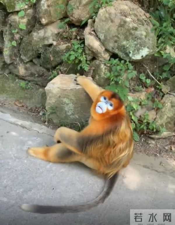 金丝猴坐路边礼貌接过游客苹果