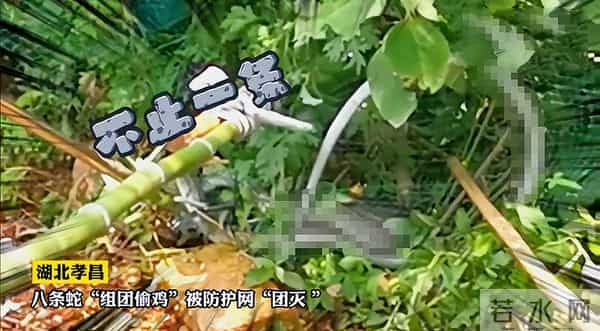 8条傻蛇集体社死偷鸡不成全被困
