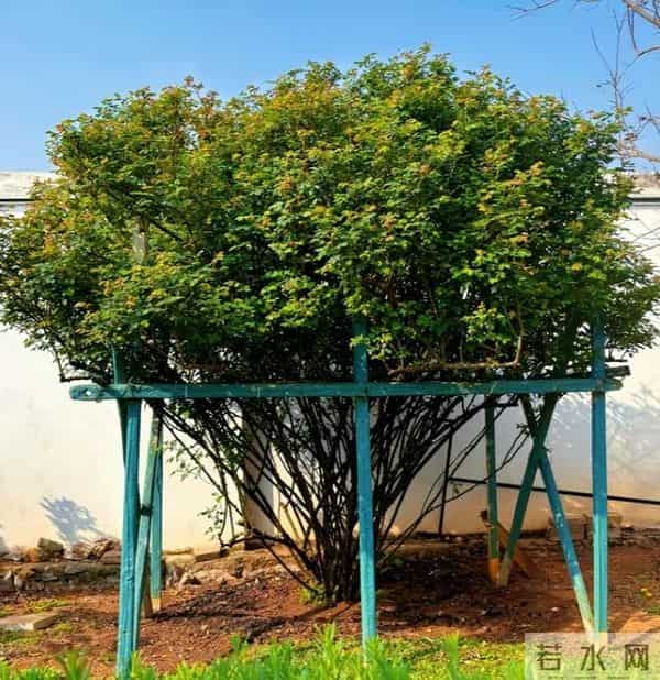 世界上最大最臭的花 组团开放