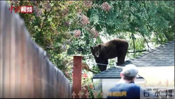 美国加州黑熊漫步居民区屋顶
