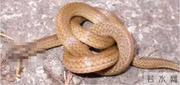 8条傻蛇集体社死偷鸡不成全被困