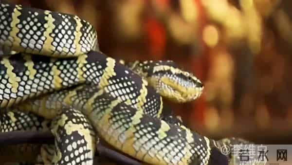 两条剧毒竹叶青蛇盘踞寺院内