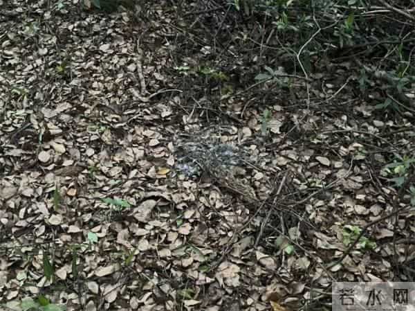 警方在男子家中搜出61只野生鸟类