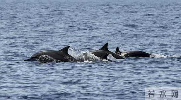 男子游泳被鲨鱼袭击幸有海豚相救