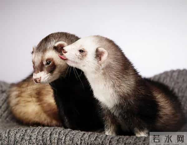 男子花150美元买狗结果是巴西老鼠