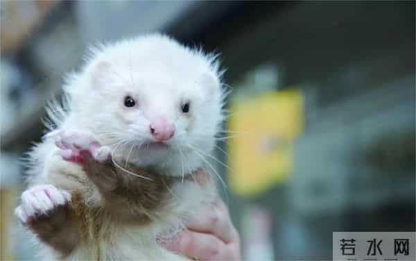 男子花150美元买狗结果是巴西老鼠