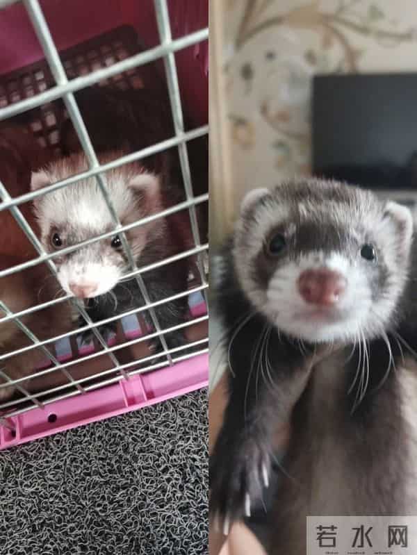 男子花150美元买狗结果是巴西老鼠