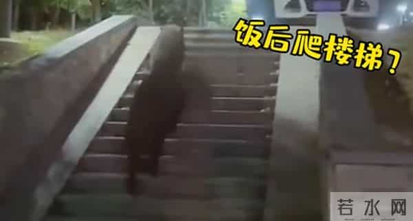 野猪闯入湖北一校园通信营业厅