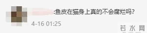 女子花2万为猫移植鱼皮被网暴