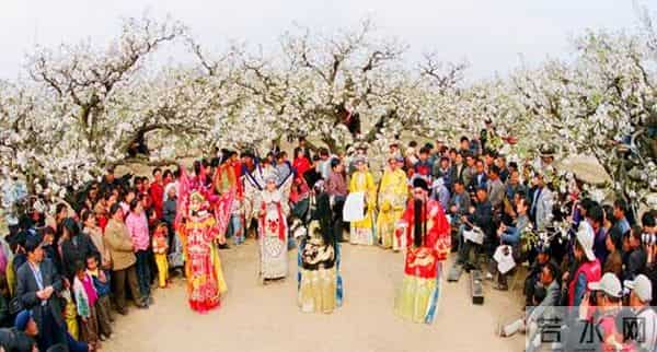女子赏花站梨树枝头甩衣狂摇