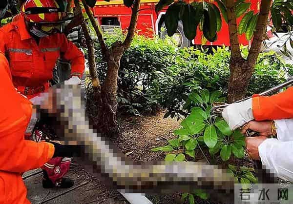 深圳工地现50斤蟒蛇