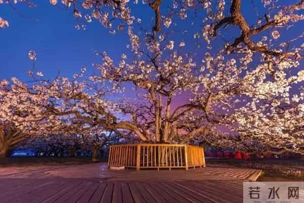 女子赏花站梨树枝头甩衣狂摇