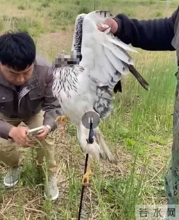 白腹鹞中箭飞行获救