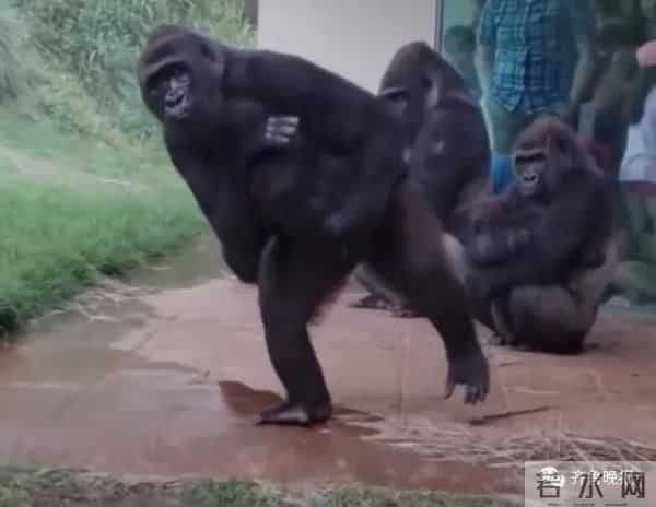 大猩猩自备吸管向游客索要饮料
