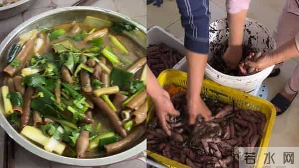 市民狂捞的海肠从哪来-烟台回应