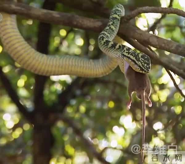 两条剧毒竹叶青蛇盘踞寺院内