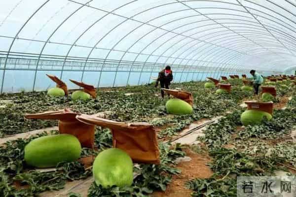 杭州种出78斤大西瓜破全省纪录