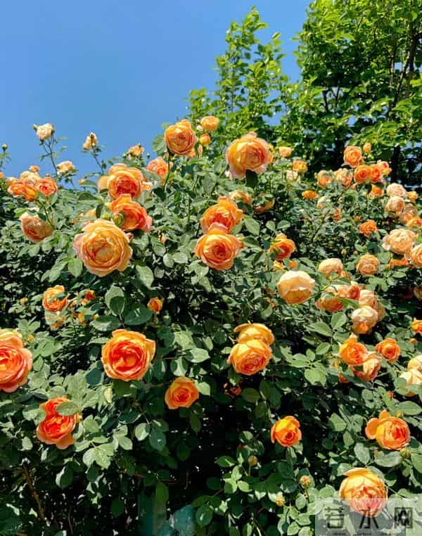 世界上最大最臭的花 组团开放