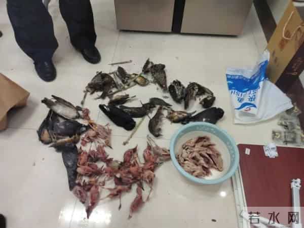 警方在男子家中搜出61只野生鸟类