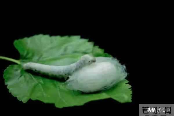 女孩因老师漂亮抑郁